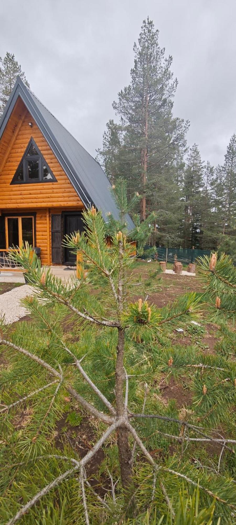 Pine Forest-White Zabljak  Luaran gambar